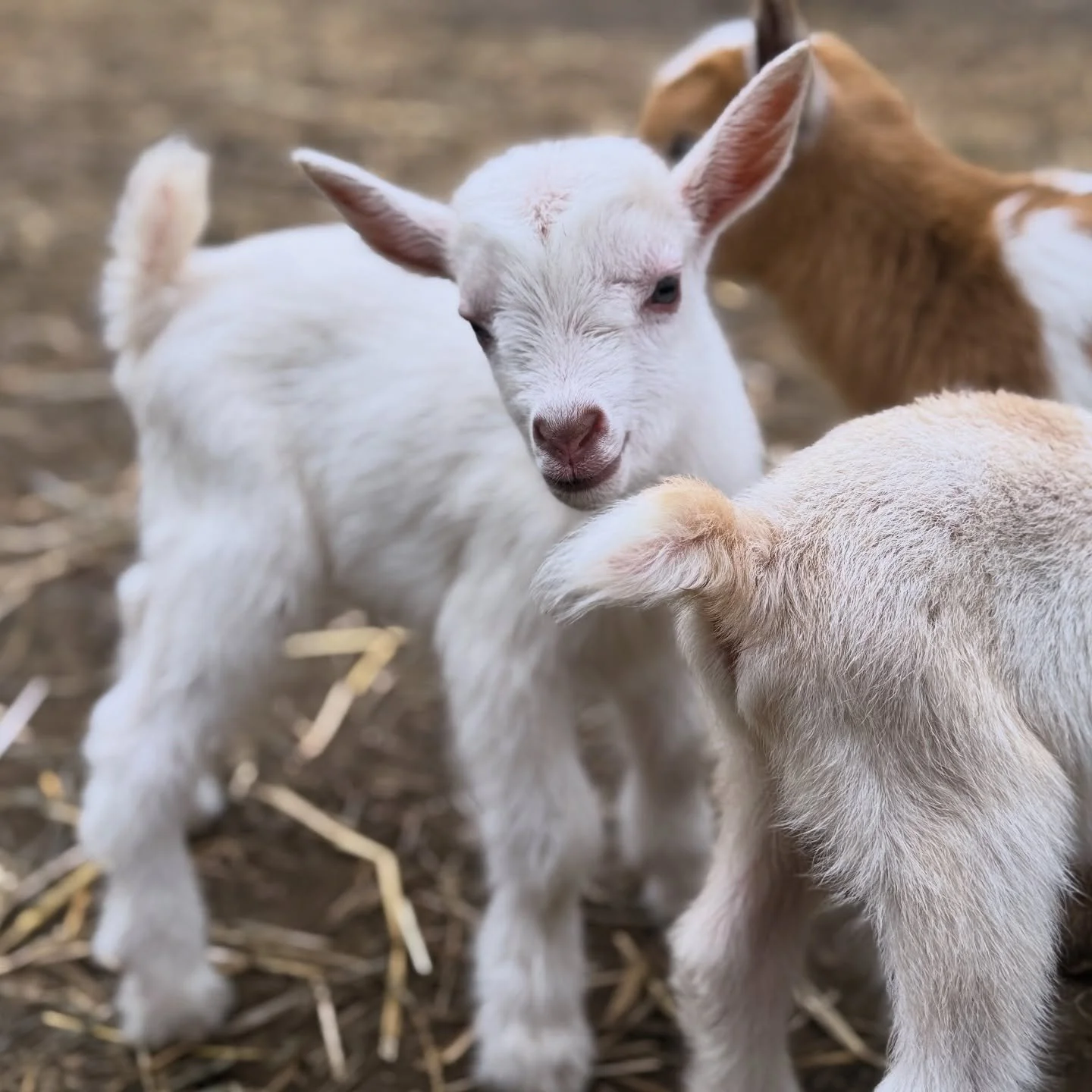 Our pretty little baby, Sugar. #goatstagram #babygoats #goatkids #kiddingseason #nigeriandwarfgoats