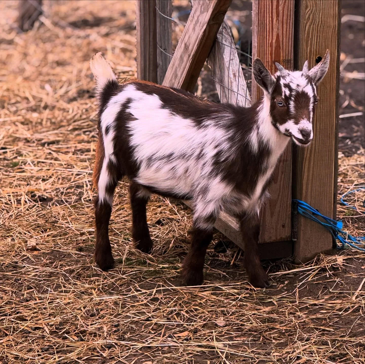 Domino, one of our doelings out of Kelley x Ozzy. She is such a devious little lovebug. We love her markings and her fun little personality.