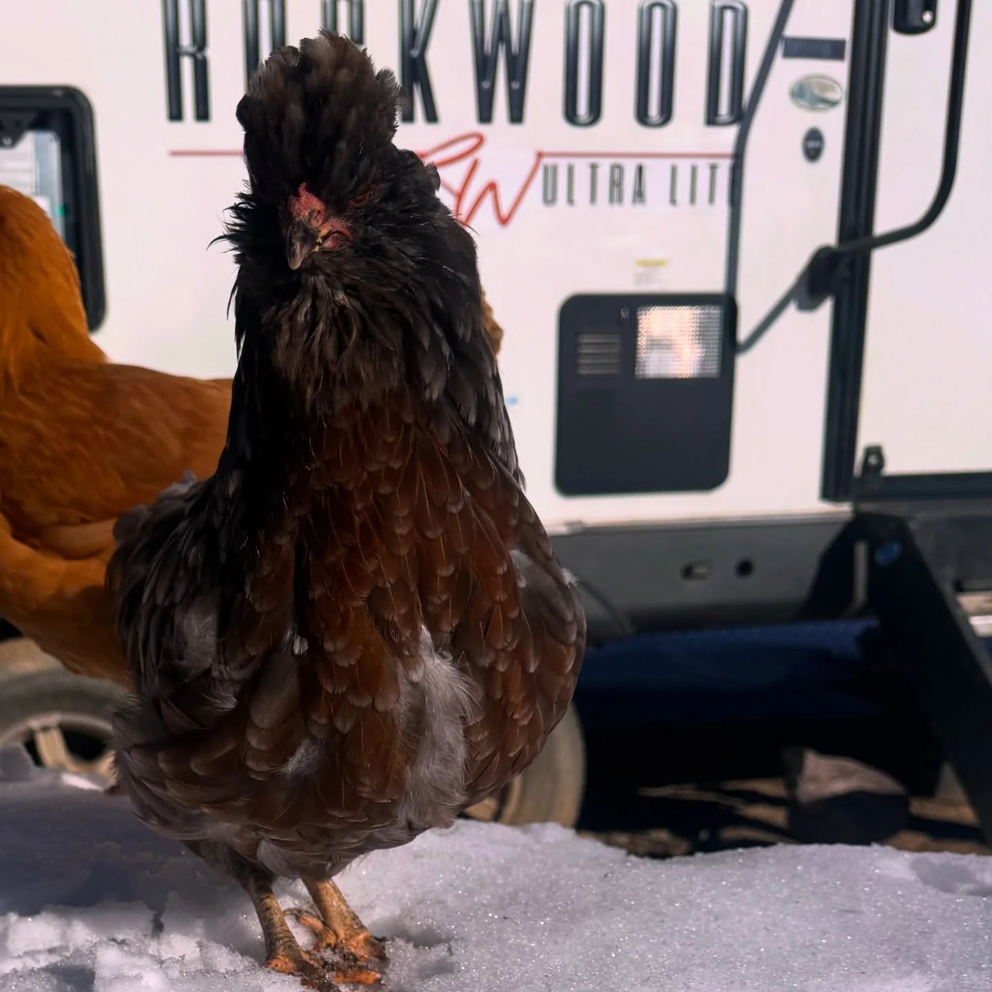 Squeaker! We got this cute little girl from @crustandcrumbsourdough and she&rsquo;s the sweetest. 😍