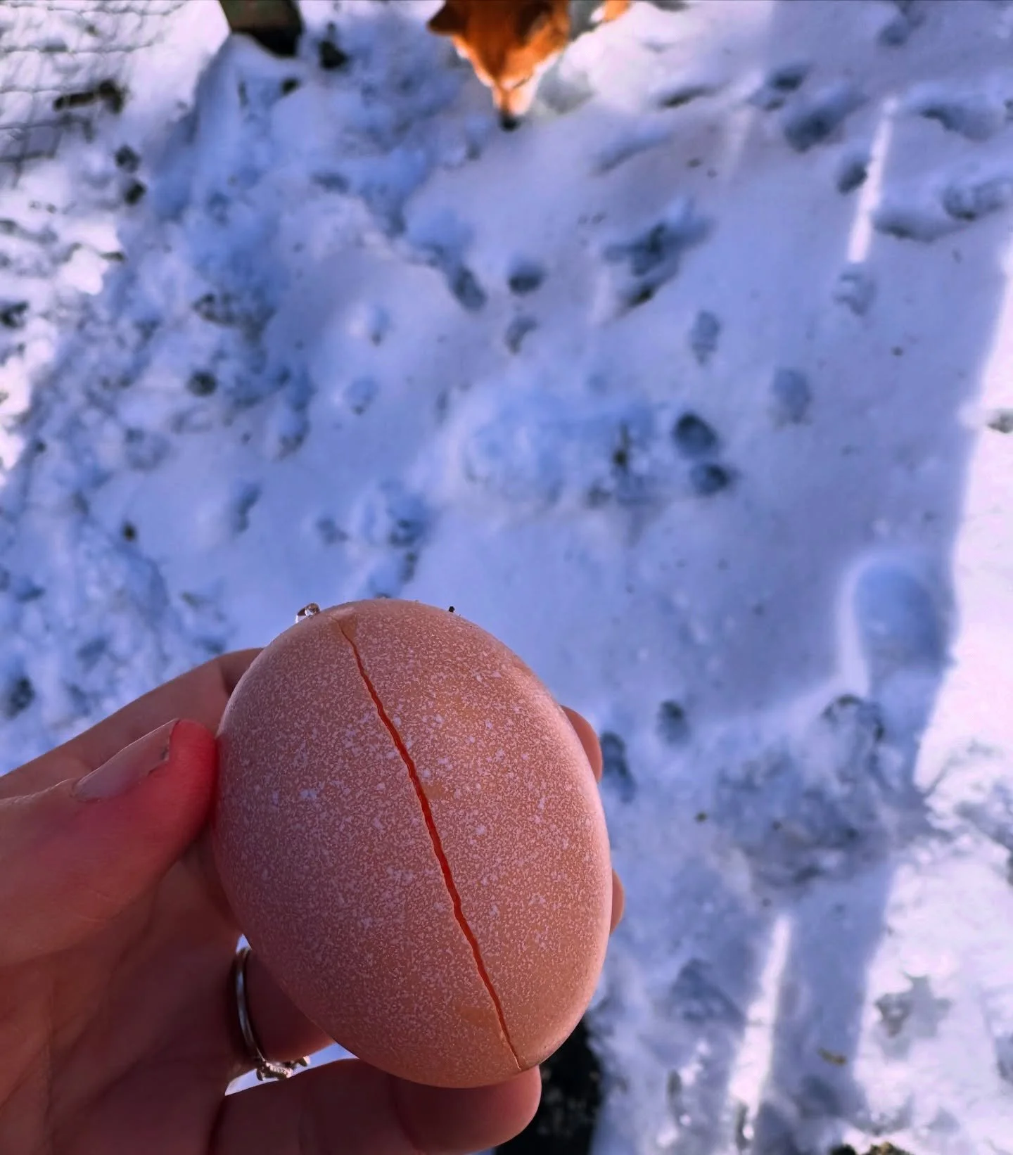 We&rsquo;ve gotten questions about winter and whether eggs freeze ❄️ They do and sometimes they crack before you can grab them.

If that happens, skip eating it and simply cook it up for your chickens. Frozen cracks let bacteria in, so we recommend y