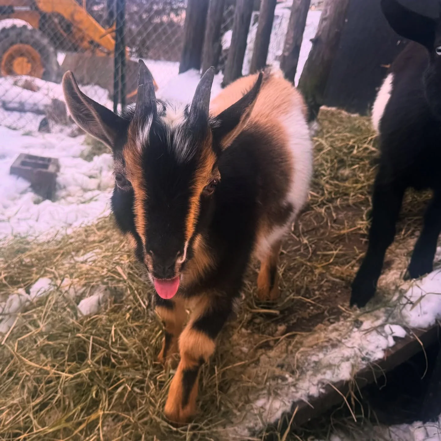 He&rsquo;s the goodest boy 🥰