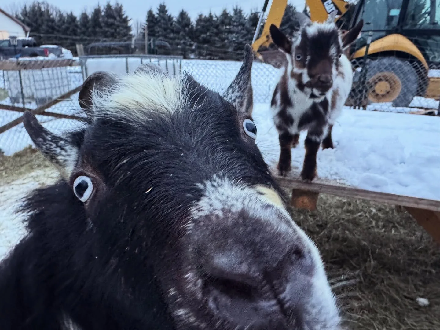 Having a good buck is honestly one of the biggest blessings on a homestead. Ozzy may pee on his own face like it&rsquo;s cologne and lovingly rub all over our legs 😭😂 but he is the sweetest, friendliest, most respectful boy.

People don&rsquo;t tal