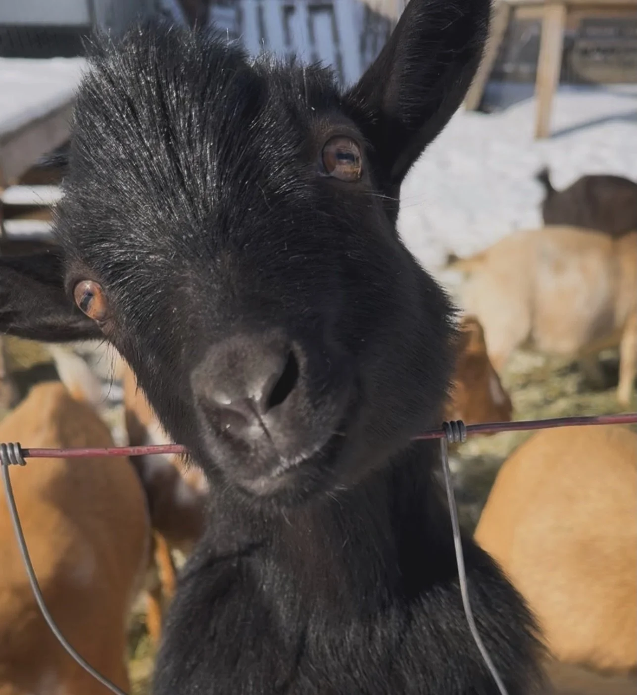 ✨ Meet Onyx ✨
Onyx is probably our sweetest wether&mdash; gentle, calm, and always ready for love. He&rsquo;s truly the easiest boy to be around, and we absolutely love the shit out of him. #wether #thegirlwithgoats #mtnviewhomestead #homestead