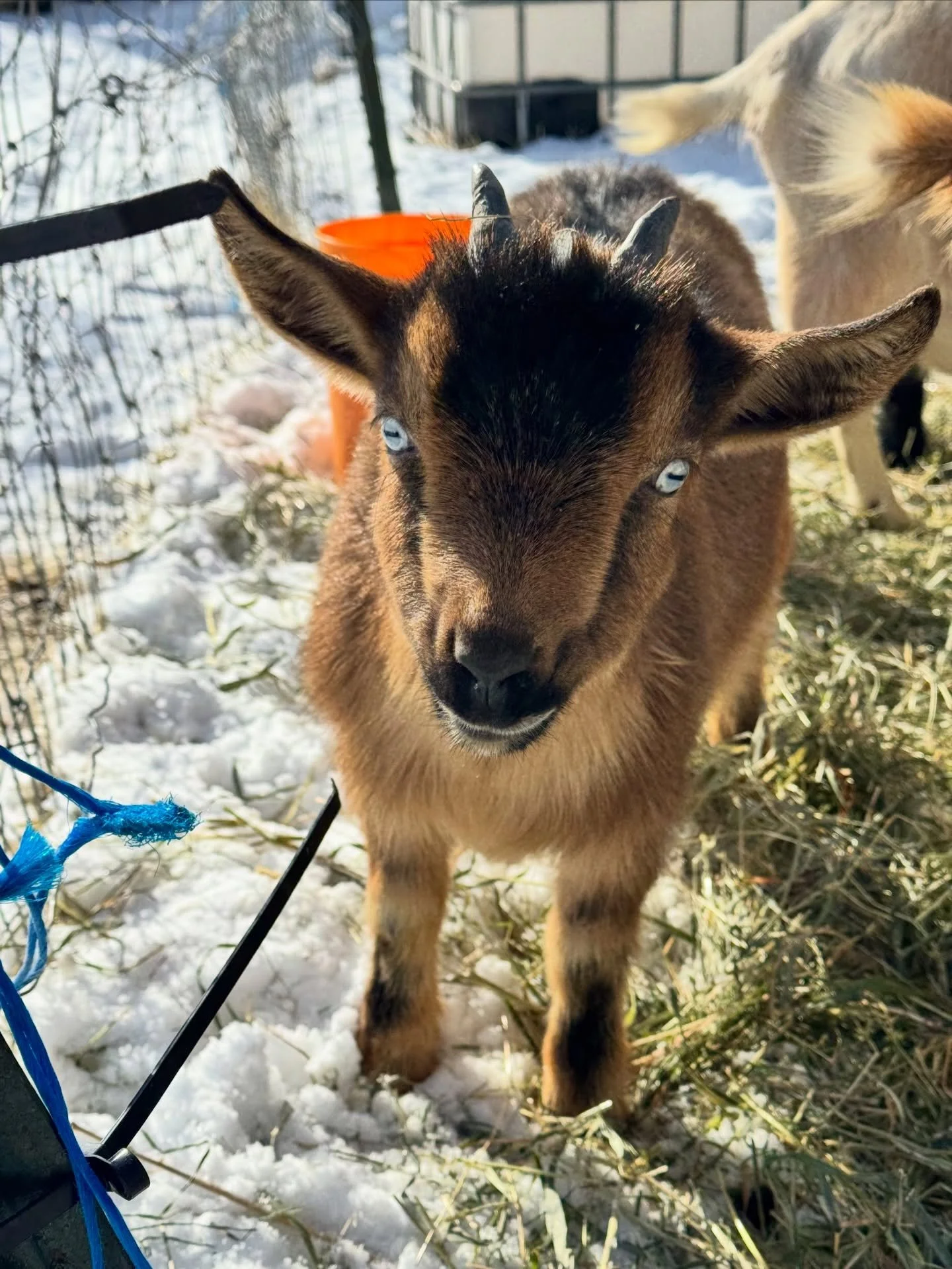 Bambi has the coolest white walker eyes &amp; we 🩵 love 🩵 her