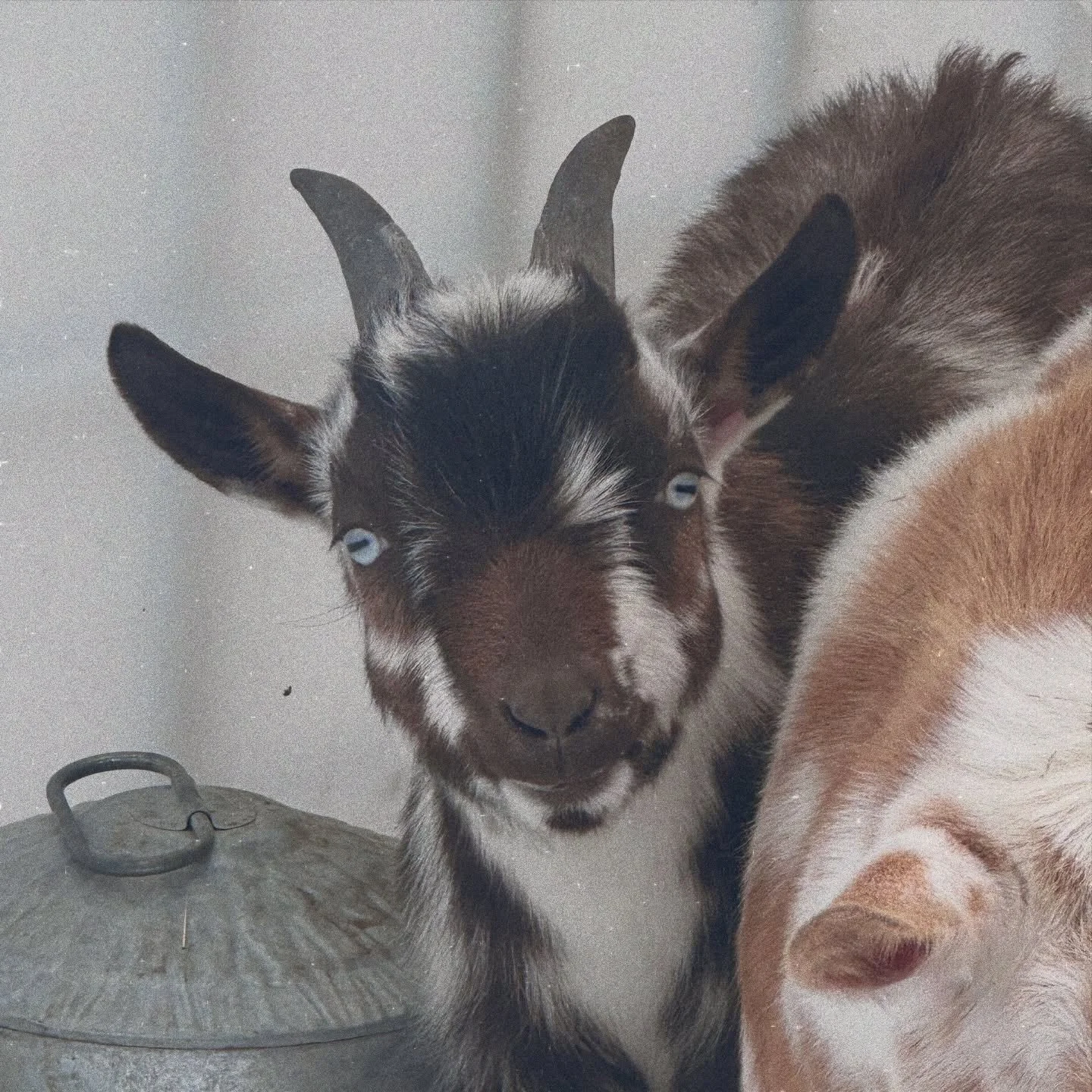 All of our goats are stunners, but for some reason, S&rsquo;mores always&mdash;always&mdash;catches my eye. His moonspots, those creamy caramel tones in his coat, and those striking blue eyes&hellip; we can&rsquo;t help but fawn over him every single