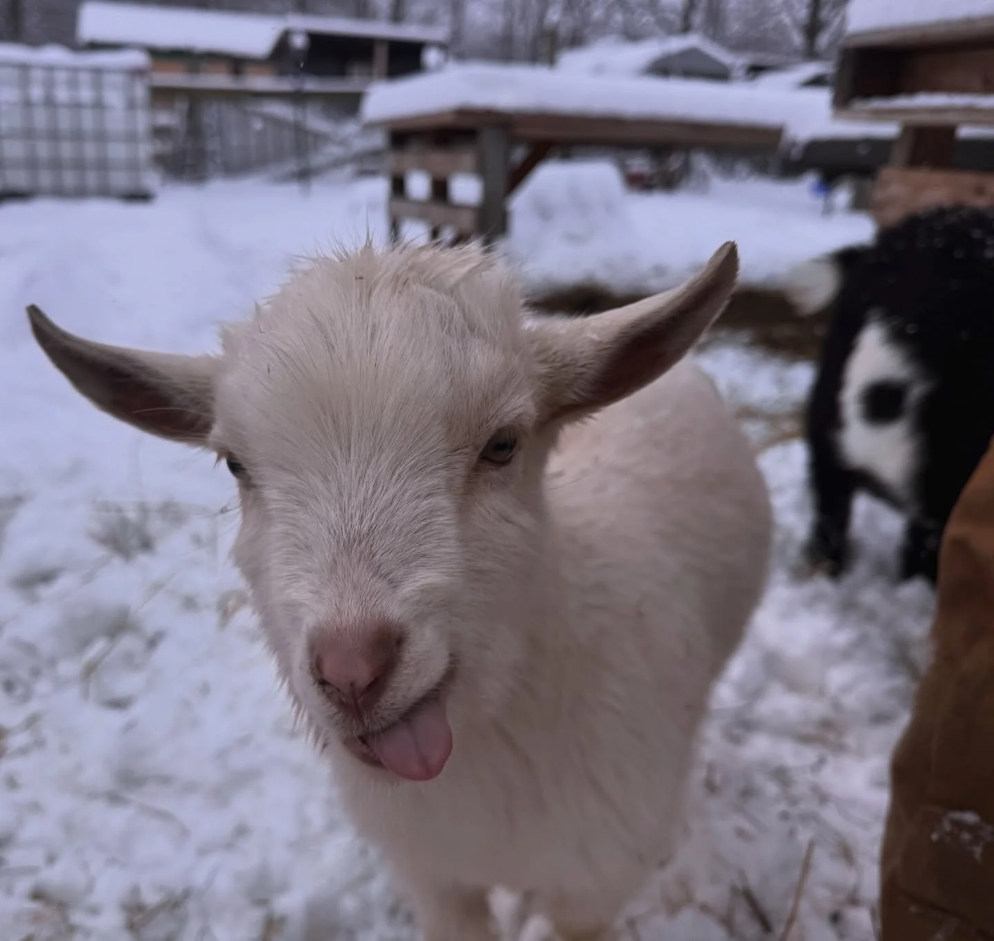 Snow day &lsquo;tude ❄️