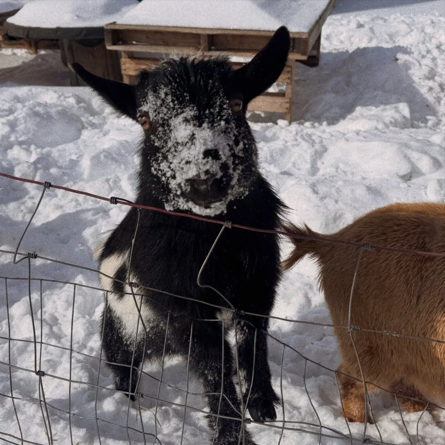 Onyx proving once again he&rsquo;s the cutest.