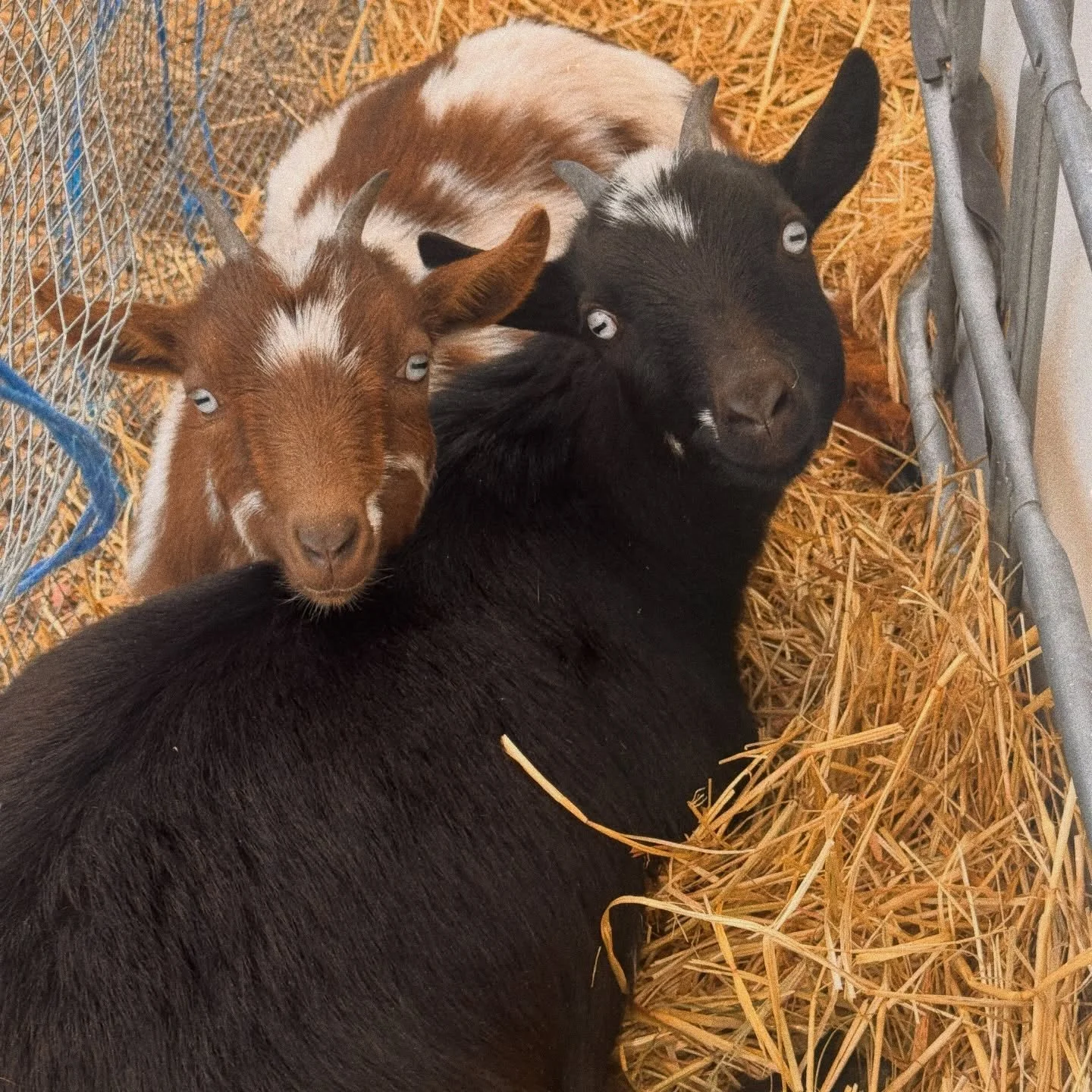 Kit &amp; Kat 🍫 My fav little sister duo! 😍