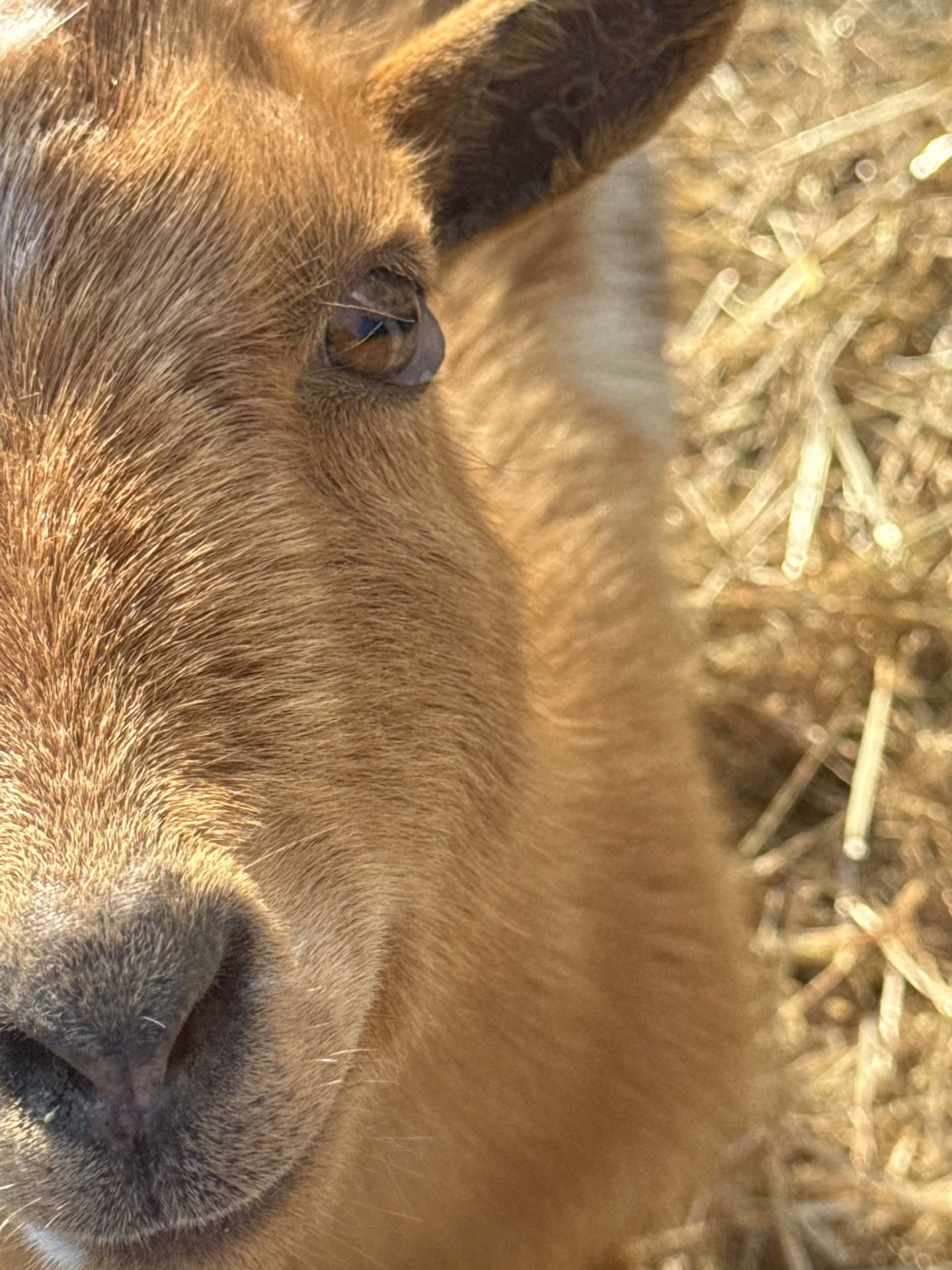 We had a situation pop up with Pippy yesterday. 🤍 She woke up completely normal, and then later in the day her eyes suddenly changed &mdash;with what looked like tissue bulging up from the bottom of both eyes.

It came on pretty quickly, which is wh