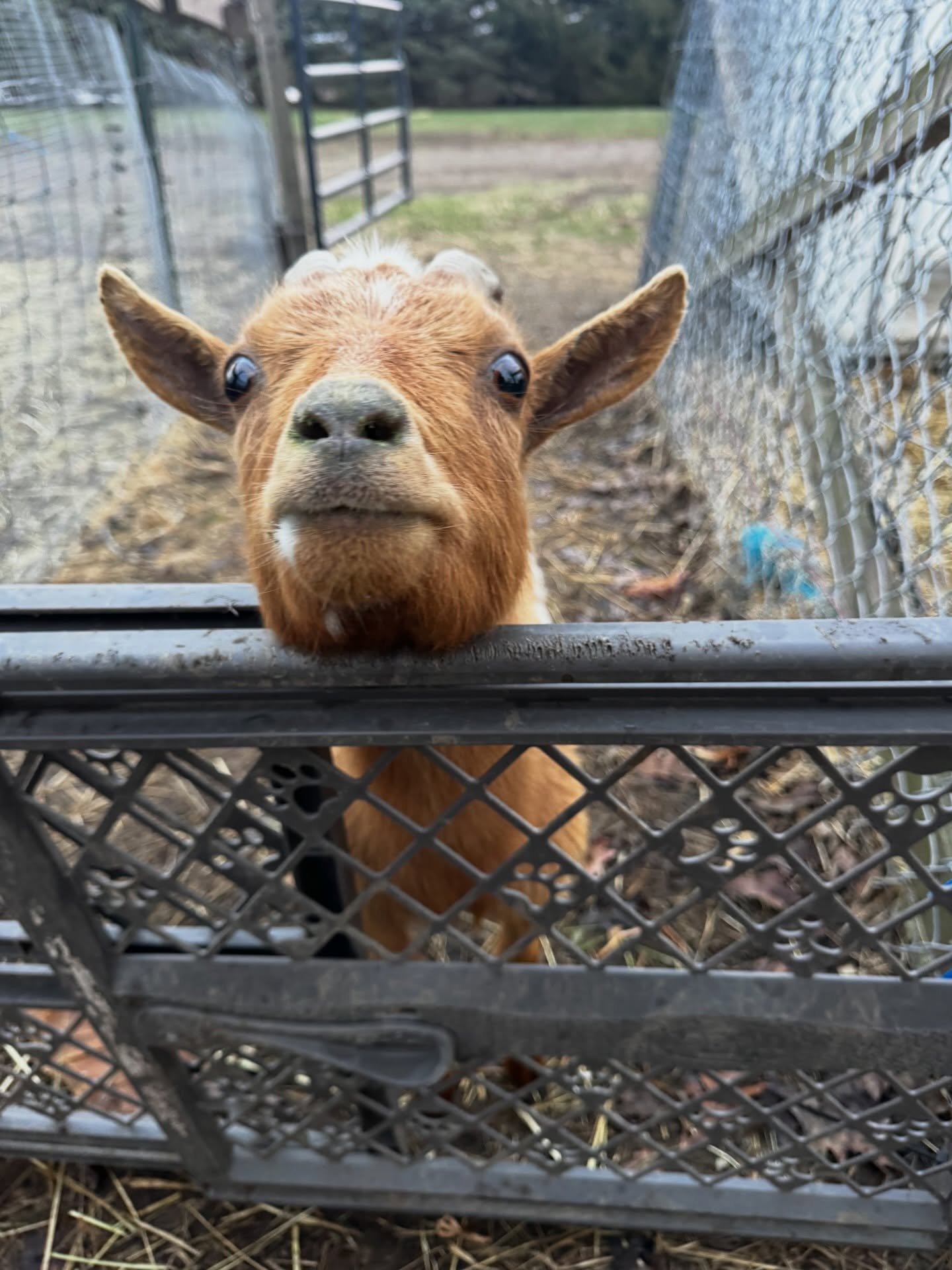 We got some news about our girl Pippy, and we wanted to share it with you honestly. 🤍

Our vet found that Pippy has a heart murmur.

What that means is her heart isn&rsquo;t pumping as efficiently as it should. It&rsquo;s something she was likely bo