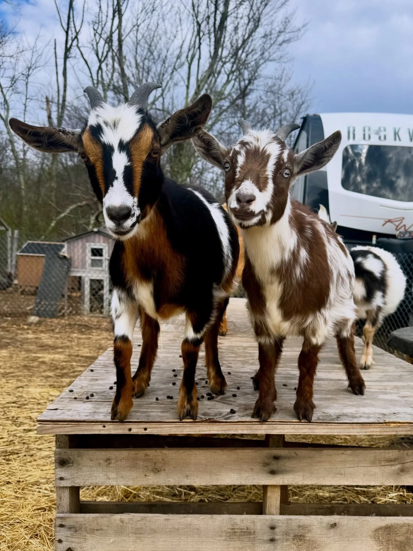 Chocolate &amp; Domino!