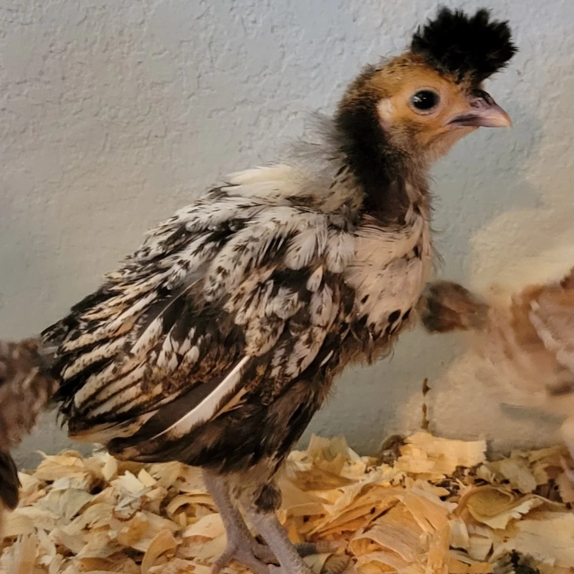 We lost our Becky with the Good Hair today to egg perotonitis 🙁 She was our rarest bird in our flock, our cream brabanter, and she was the best girl. I&rsquo;ll miss her ole big brown eyes and her presence around the coop. 🤎 To those who chicken, h