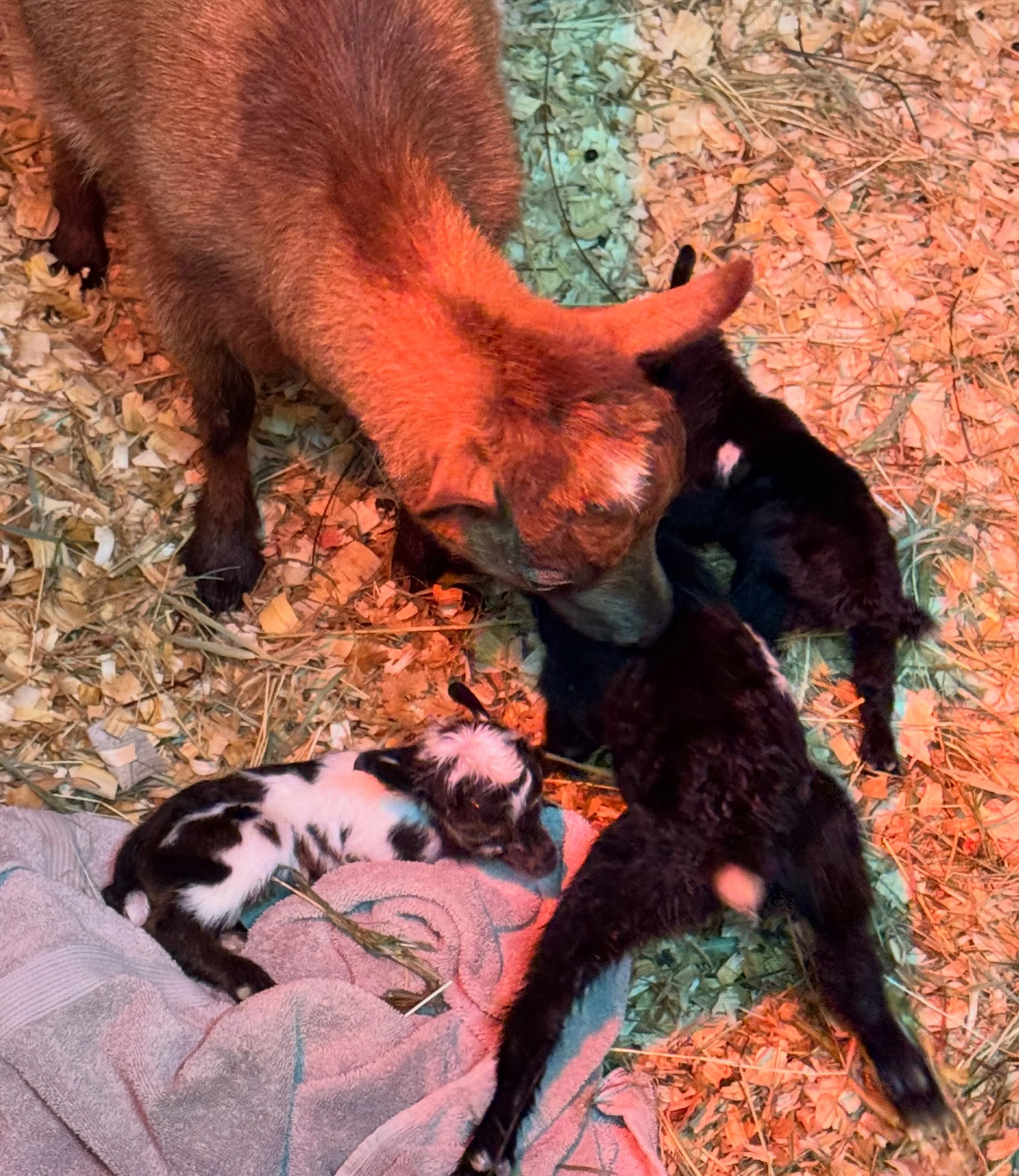 🎂🥳 Happy 1st Birthday to Kit, Kat &amp; Onyx! 🥳🎂

Our first-ever triplets born here at Mountain View Homestead are officially one year old! What a year it&rsquo;s been watching these three grow, play, and keep us smiling every day. They hold a sp