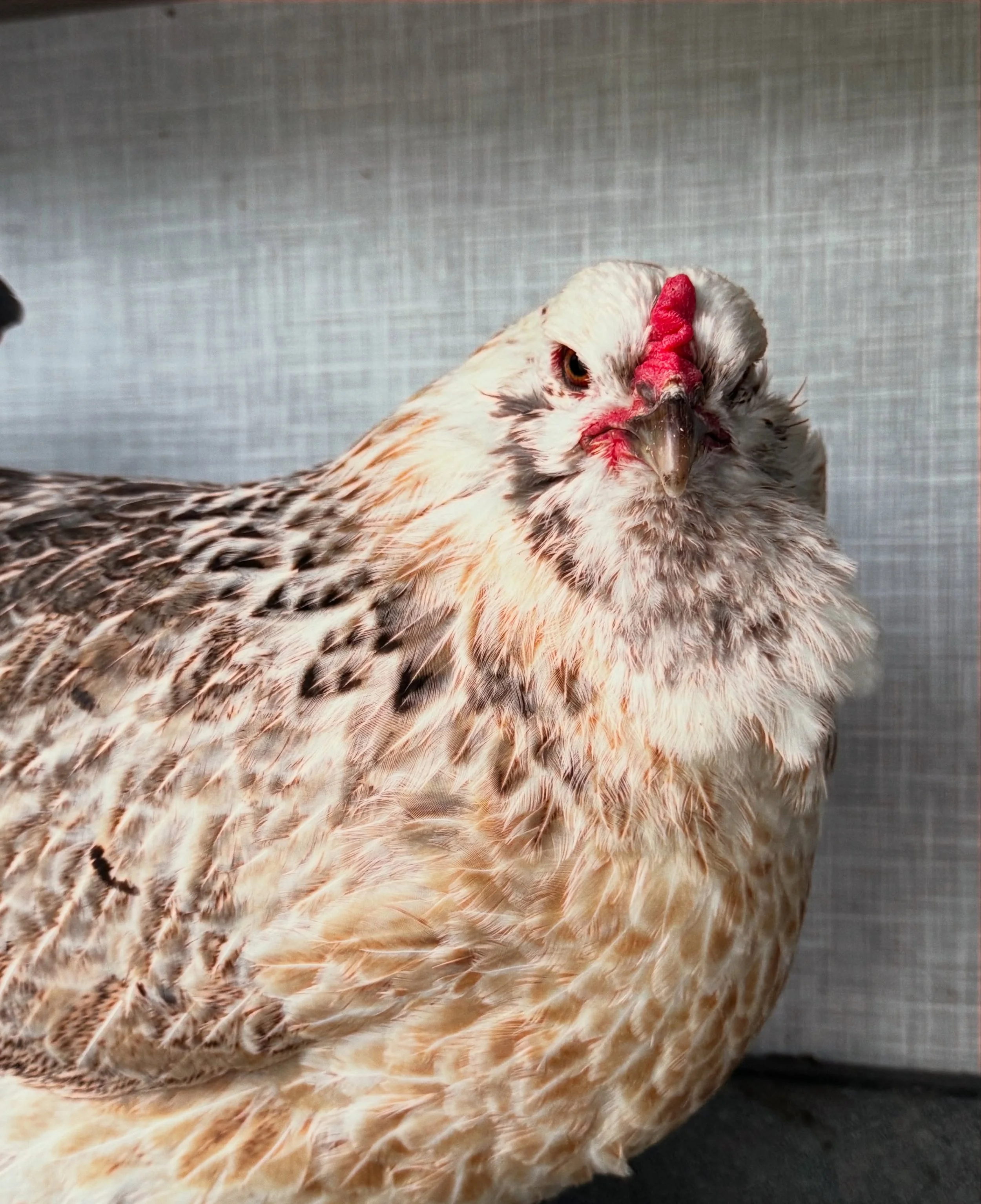 🥚💙 One of our blue layers, our Easter Egger Henrietta! We get asked all the time which hens lay our blue eggs, and Henrietta is one of them. Most of our blue eggs come from our Easter Eggers, though our Cream Legbars and Frost Cream Legbar help kee