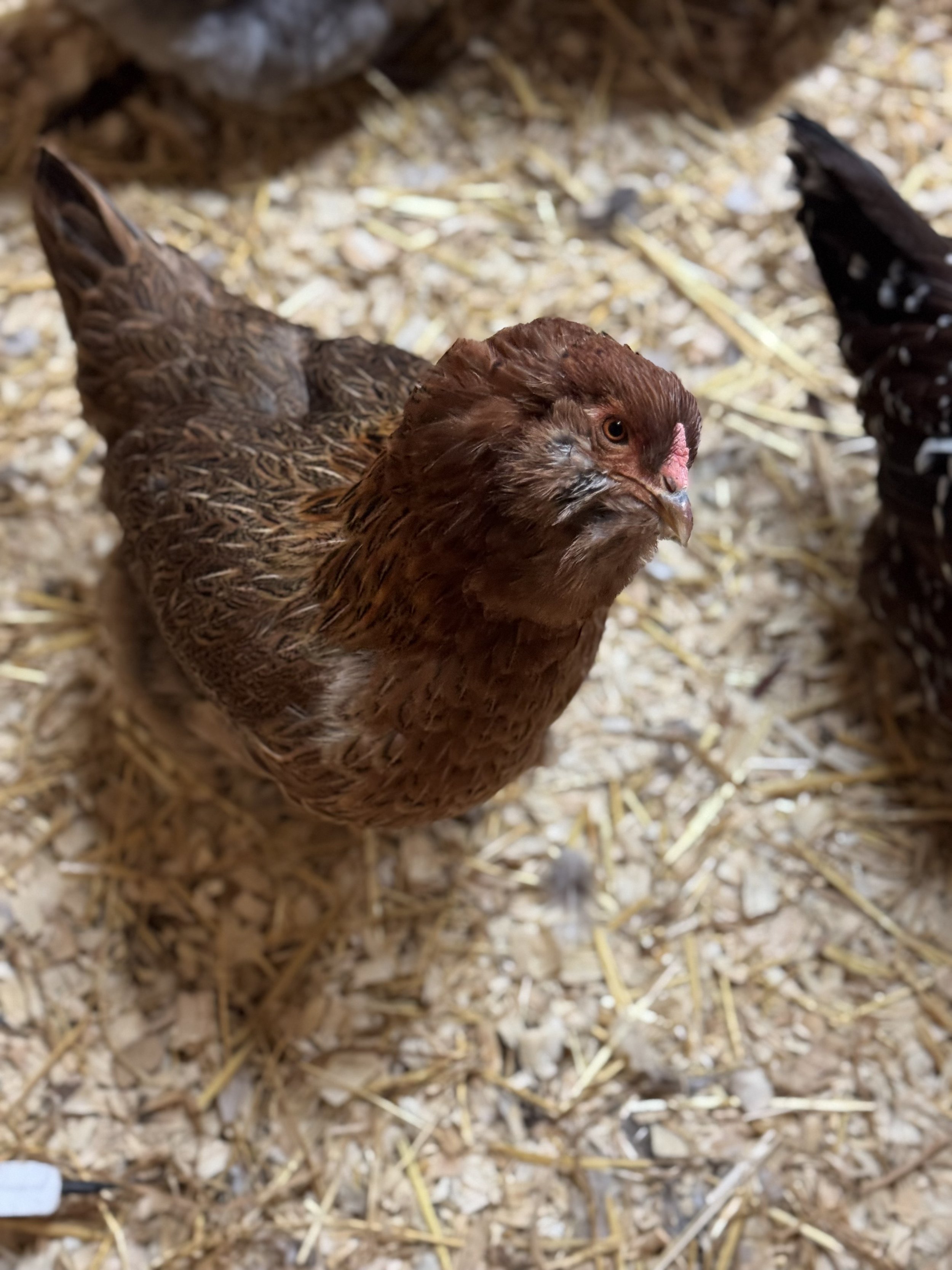 foghorn chicken.jpeg