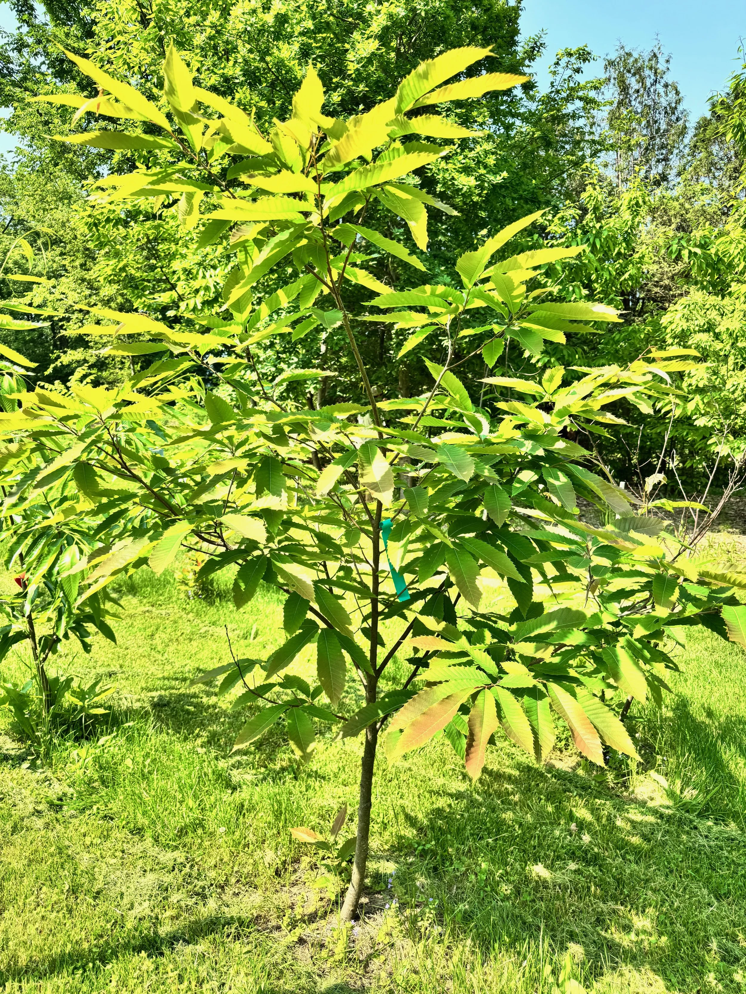 American Chestnut Restoration | Restore Our Forests
