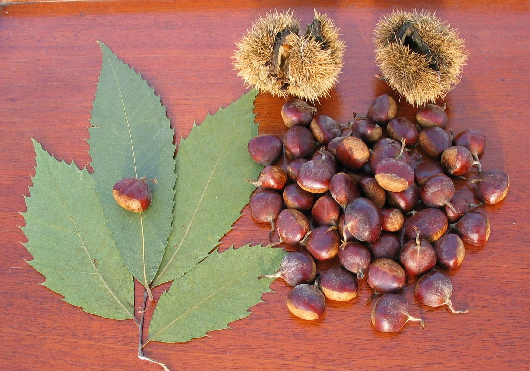 Chestnut Identification Explore More & Learn — American Chestnut