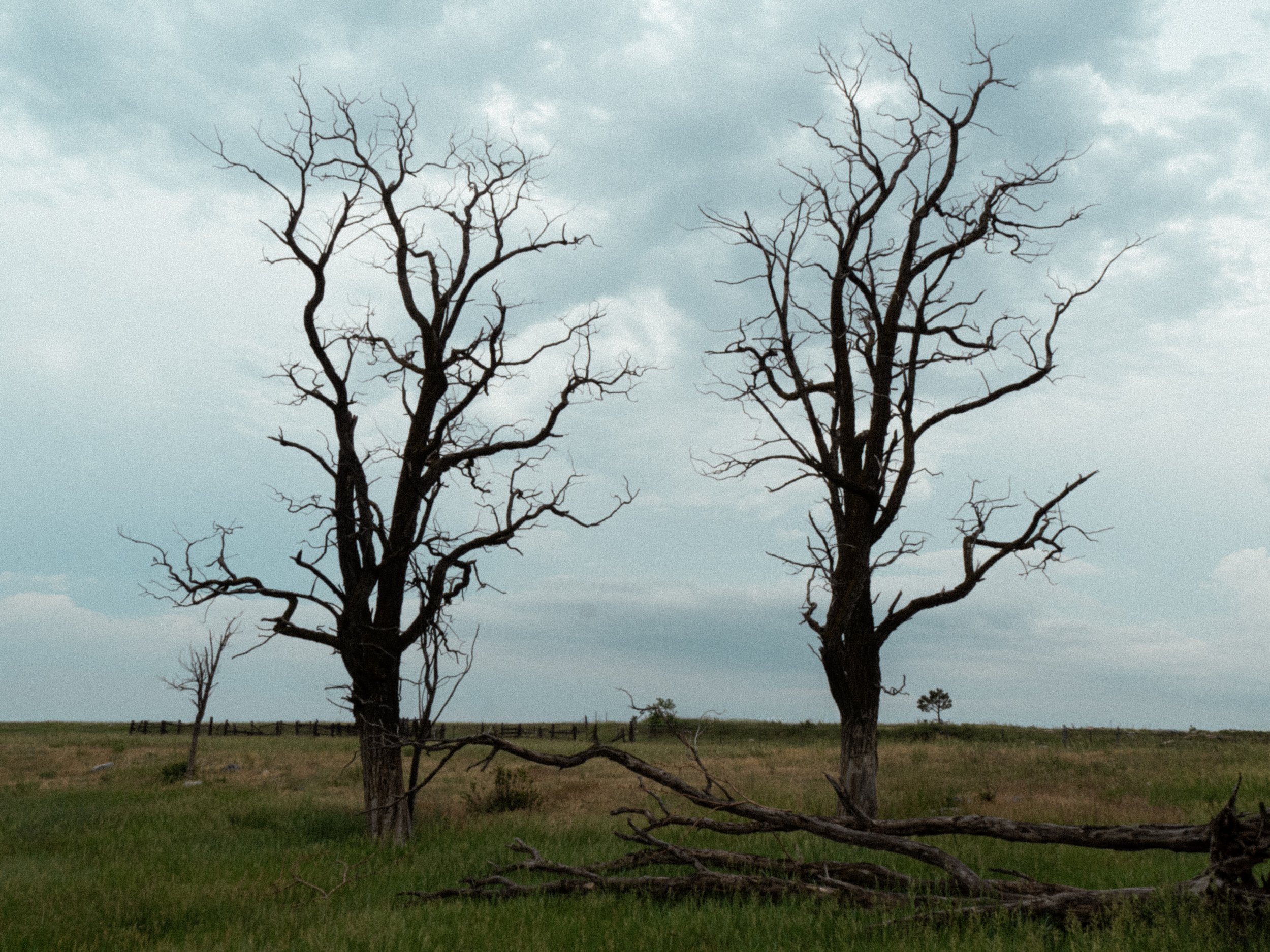 two dead trees.jpg
