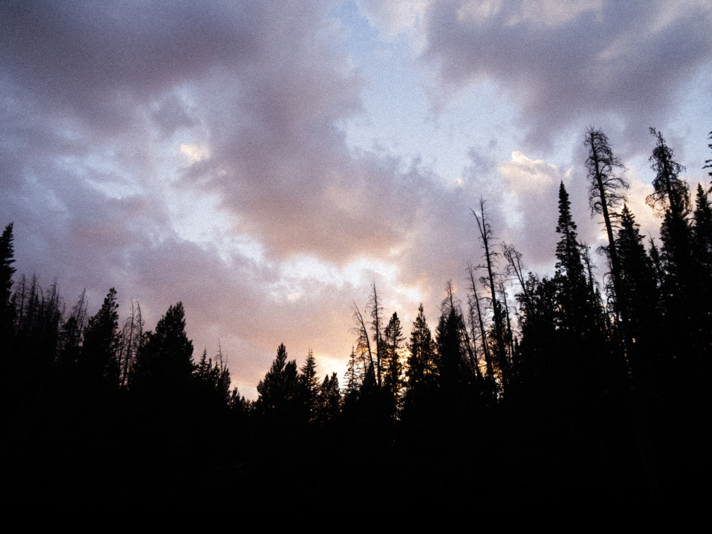 Dark woods 3.jpg