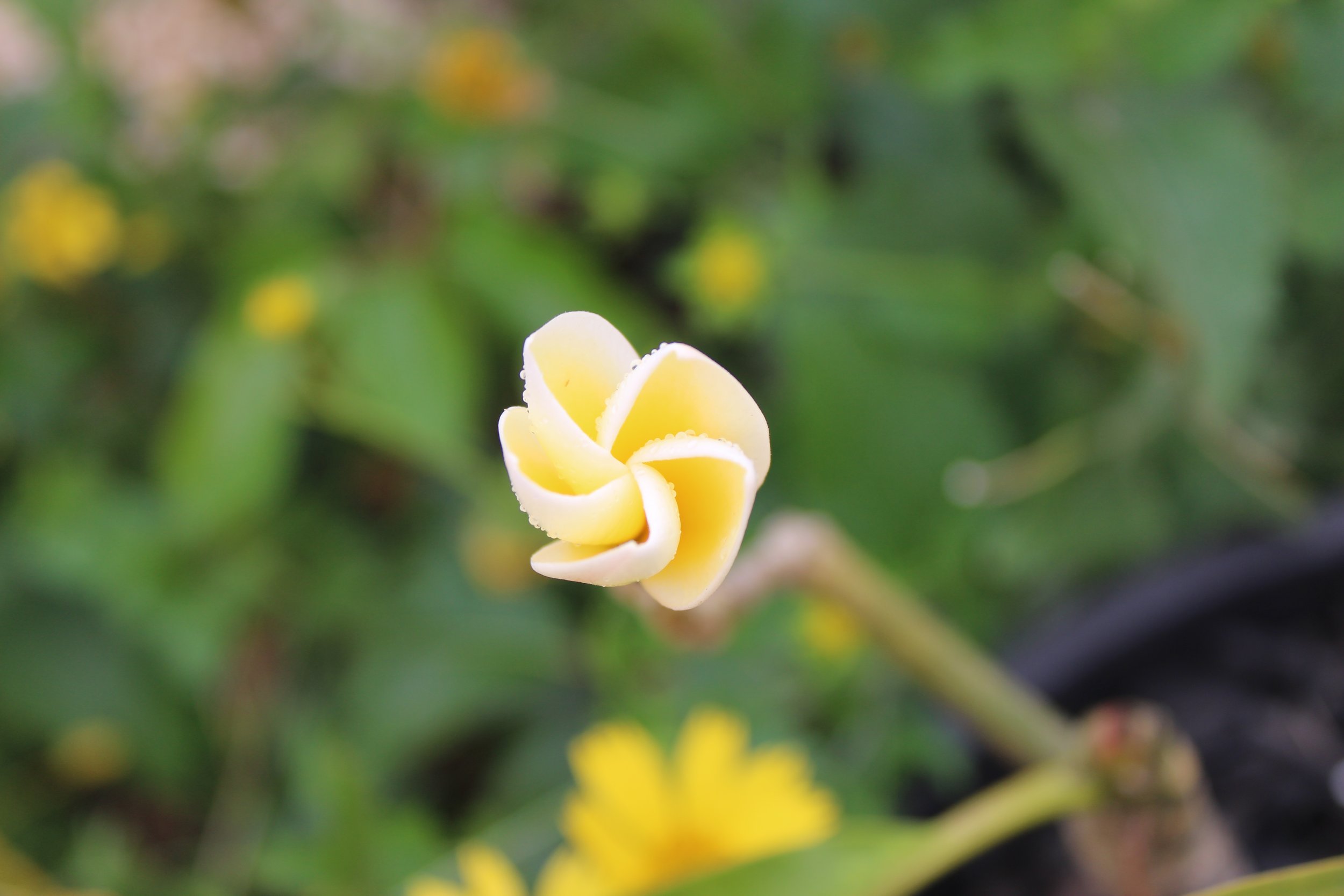 Good Morning, Plumeria