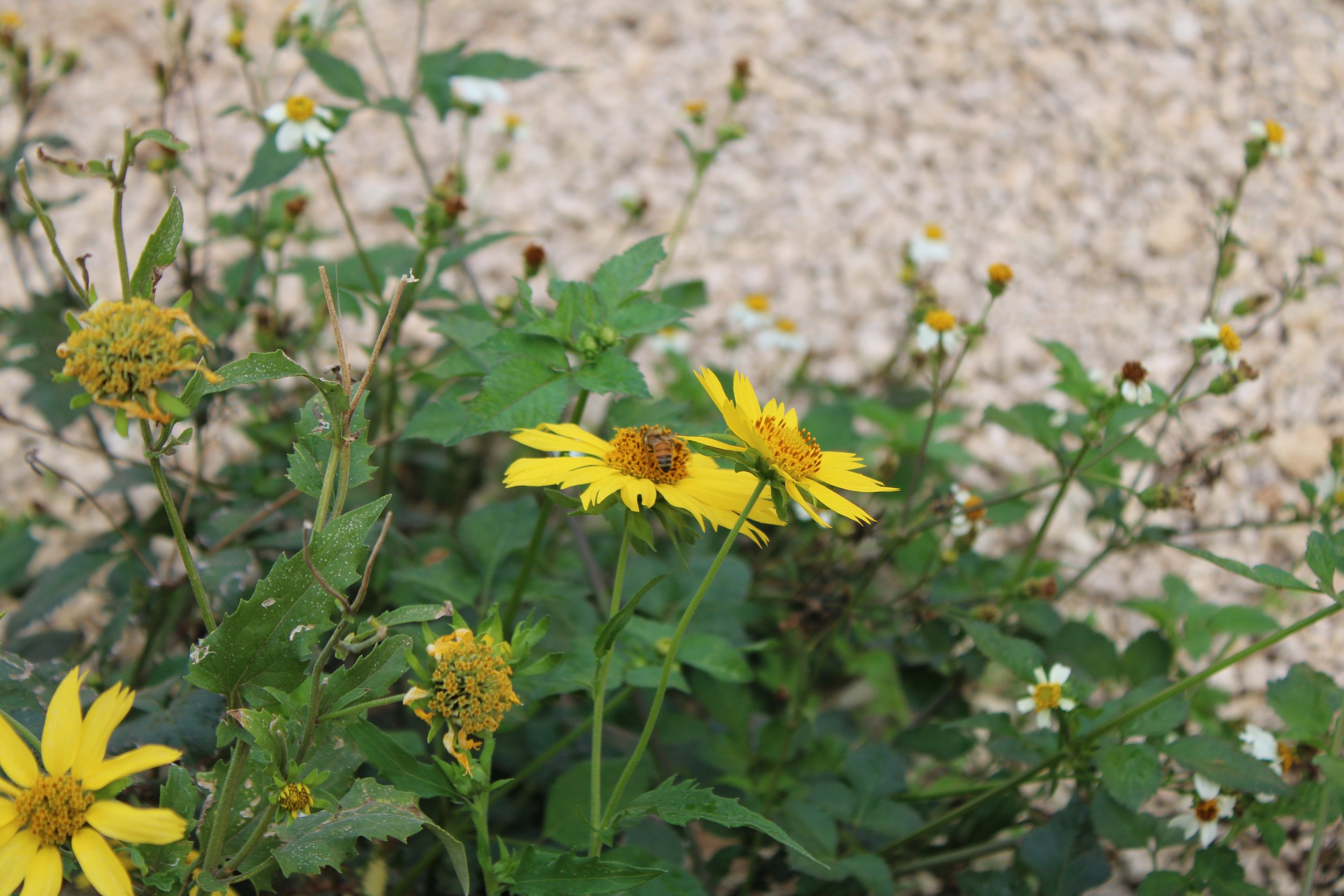 I know this is a gallery for flowers, but I took this picture for the Bee