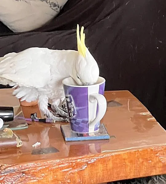 Coffee with a cockatoo.jpg