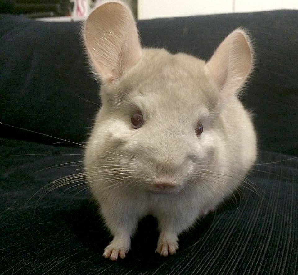 Boo the chinchilla.jpg