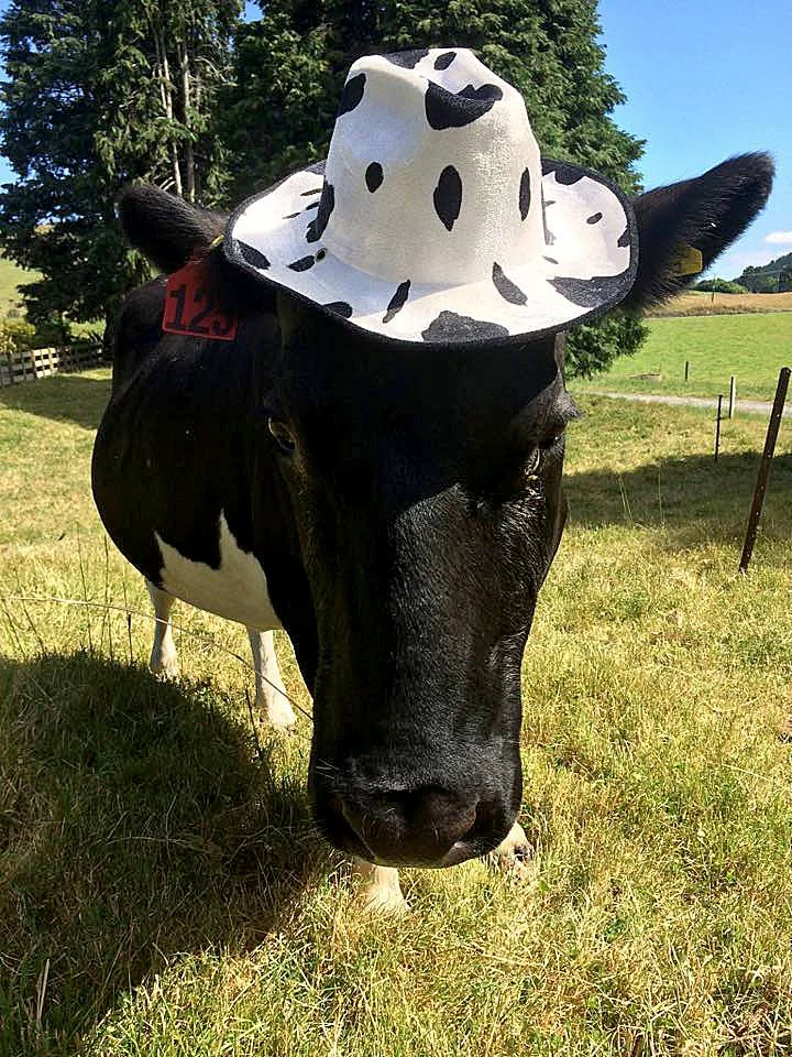 Poppy is a sunsmart cow.jpg