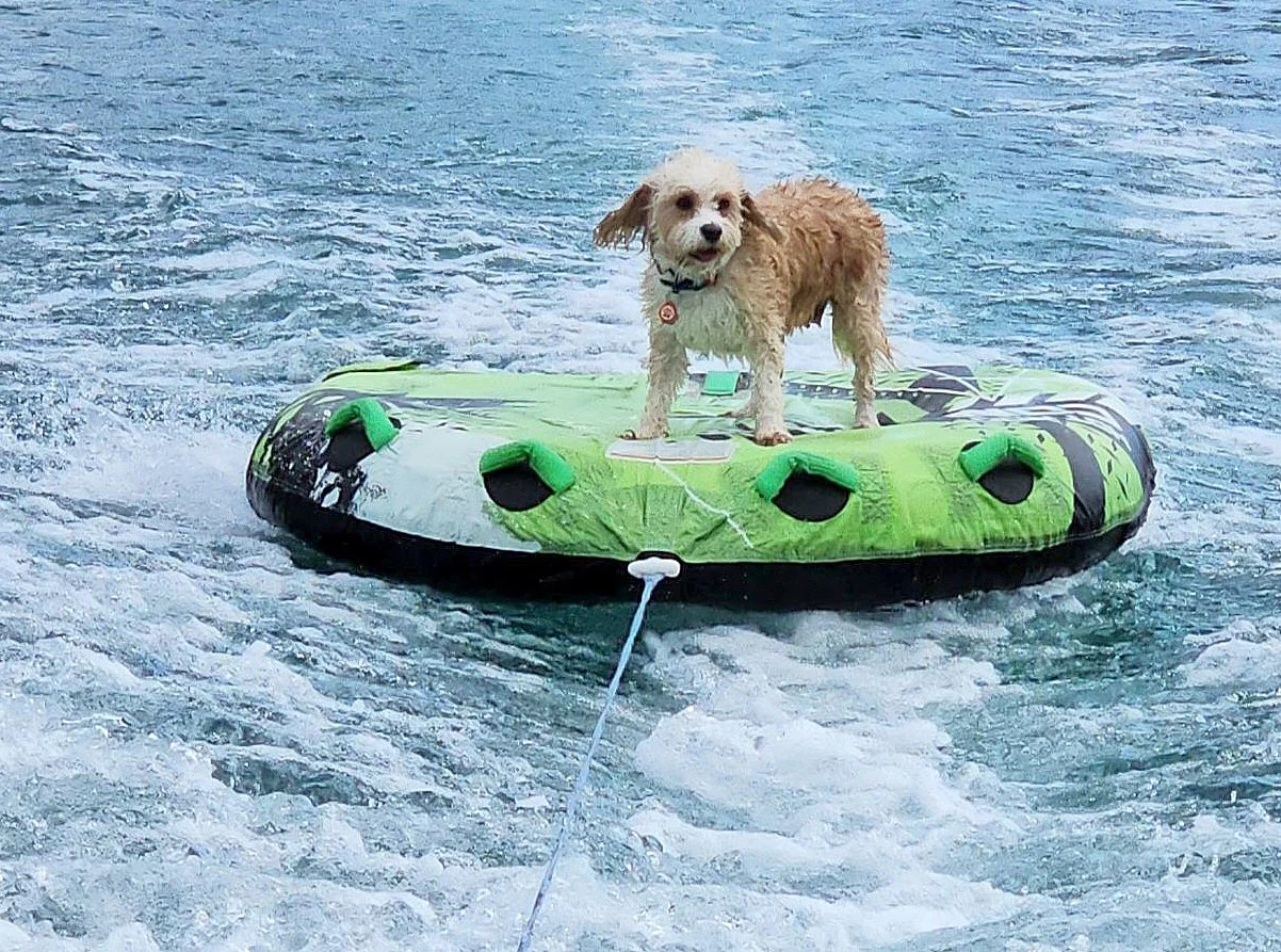 Pippa does what she loves.jpg