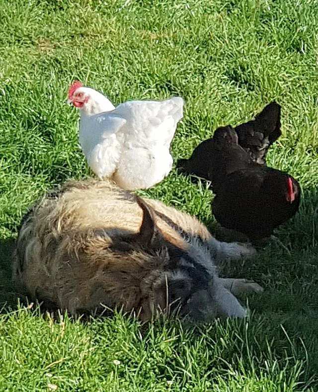 Tucker and his flock.jpg