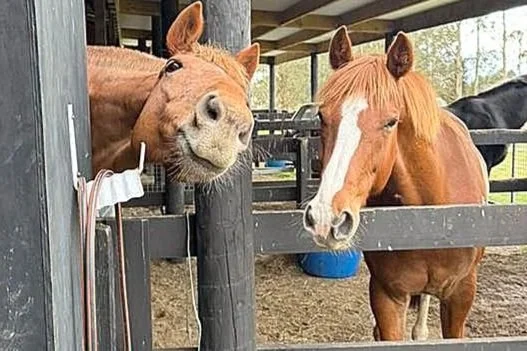 Taupō’s funniest pets