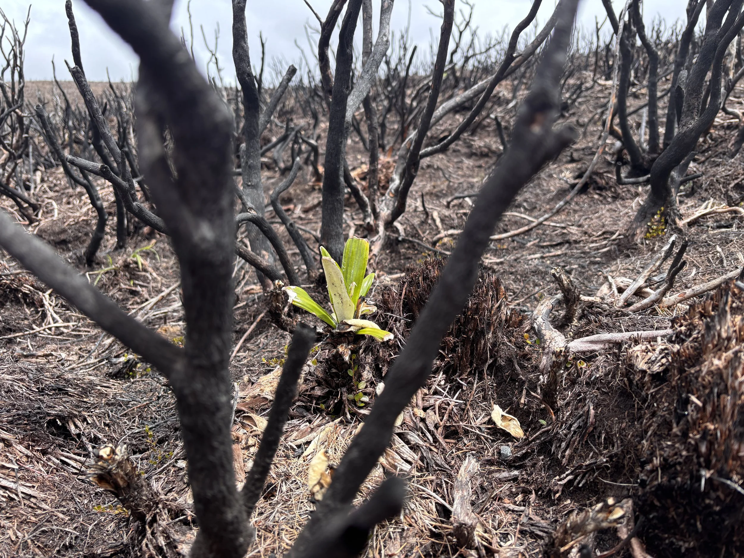 Visitor levy funds Tongariro fire restoration