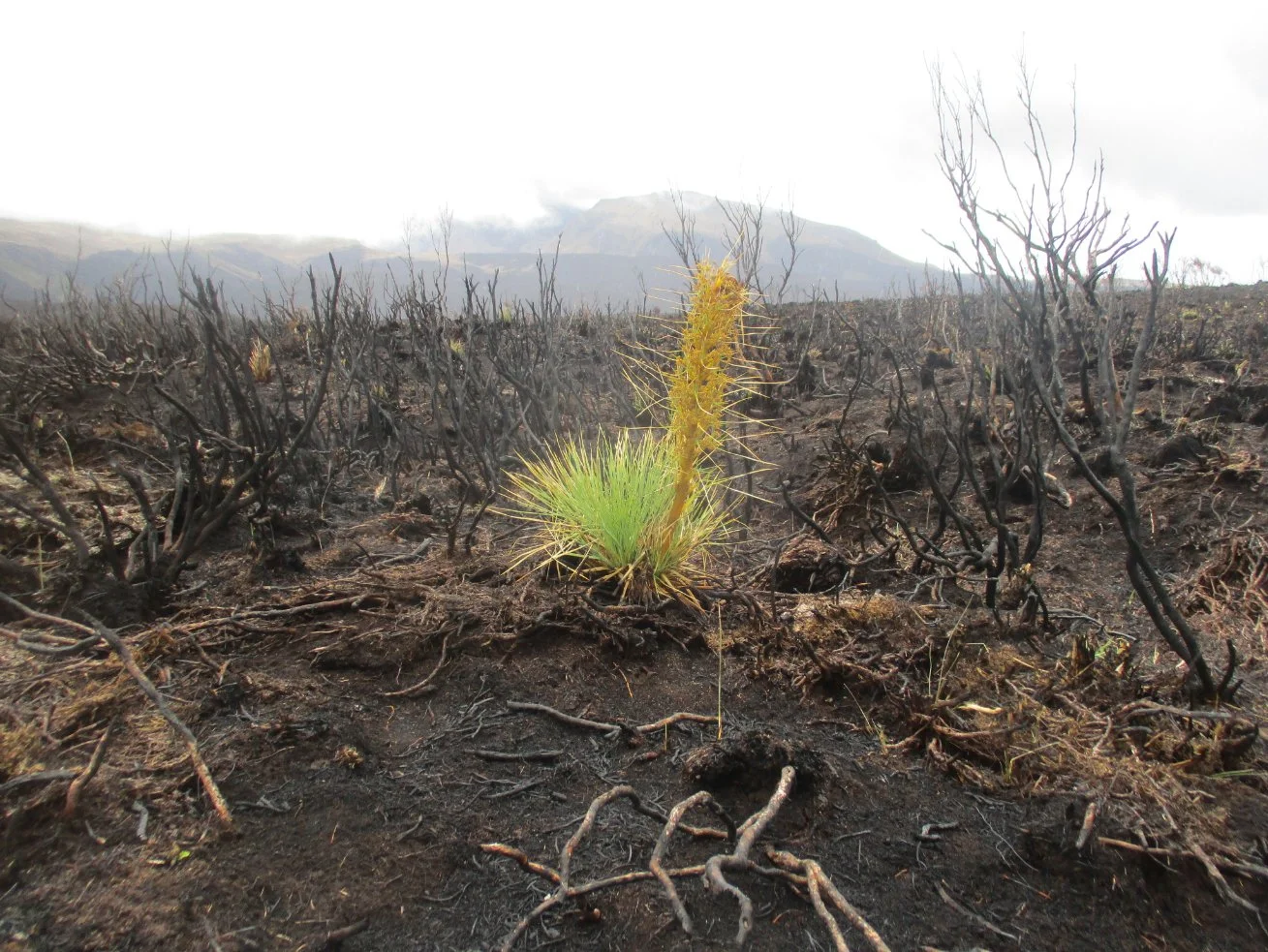 Positives sprout from burnt national park
