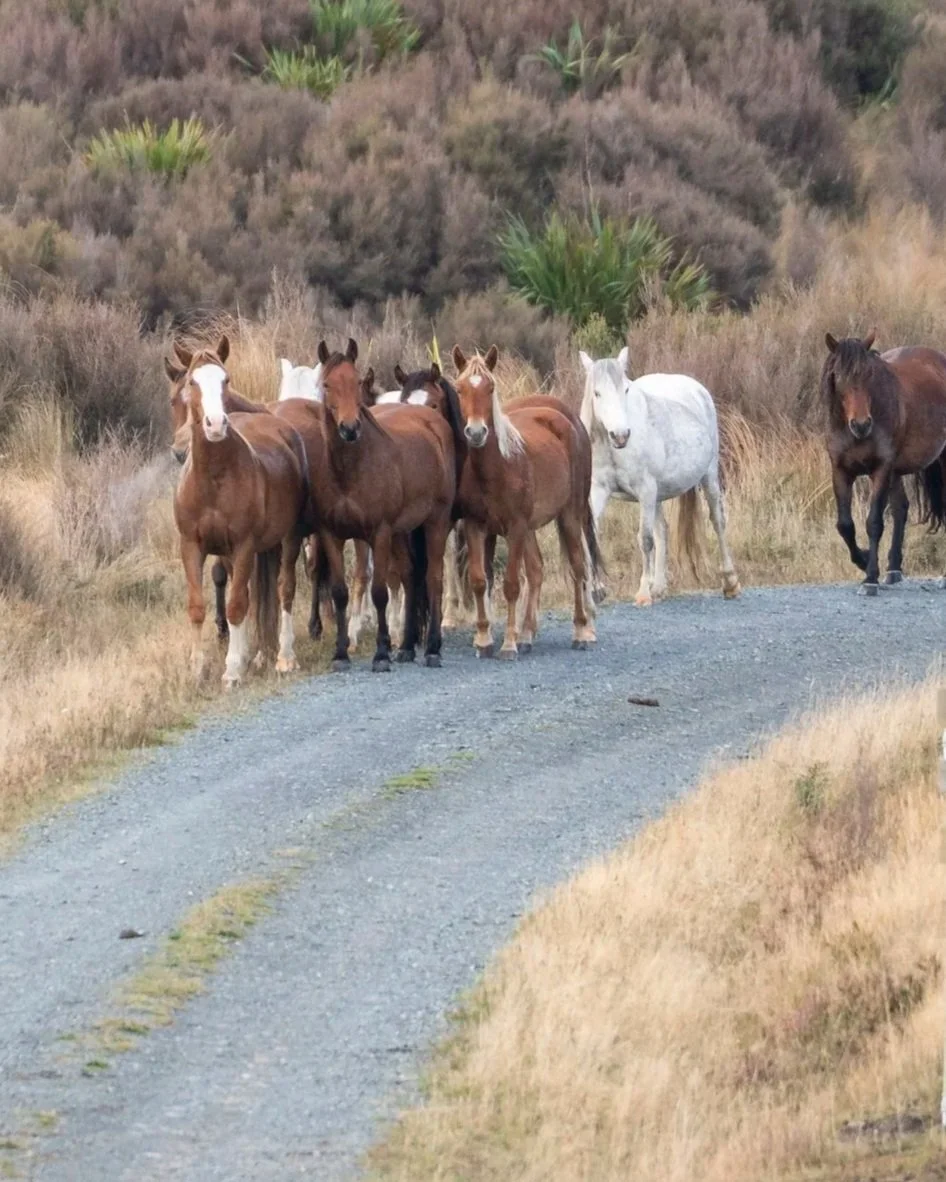 Reining in the wild horses