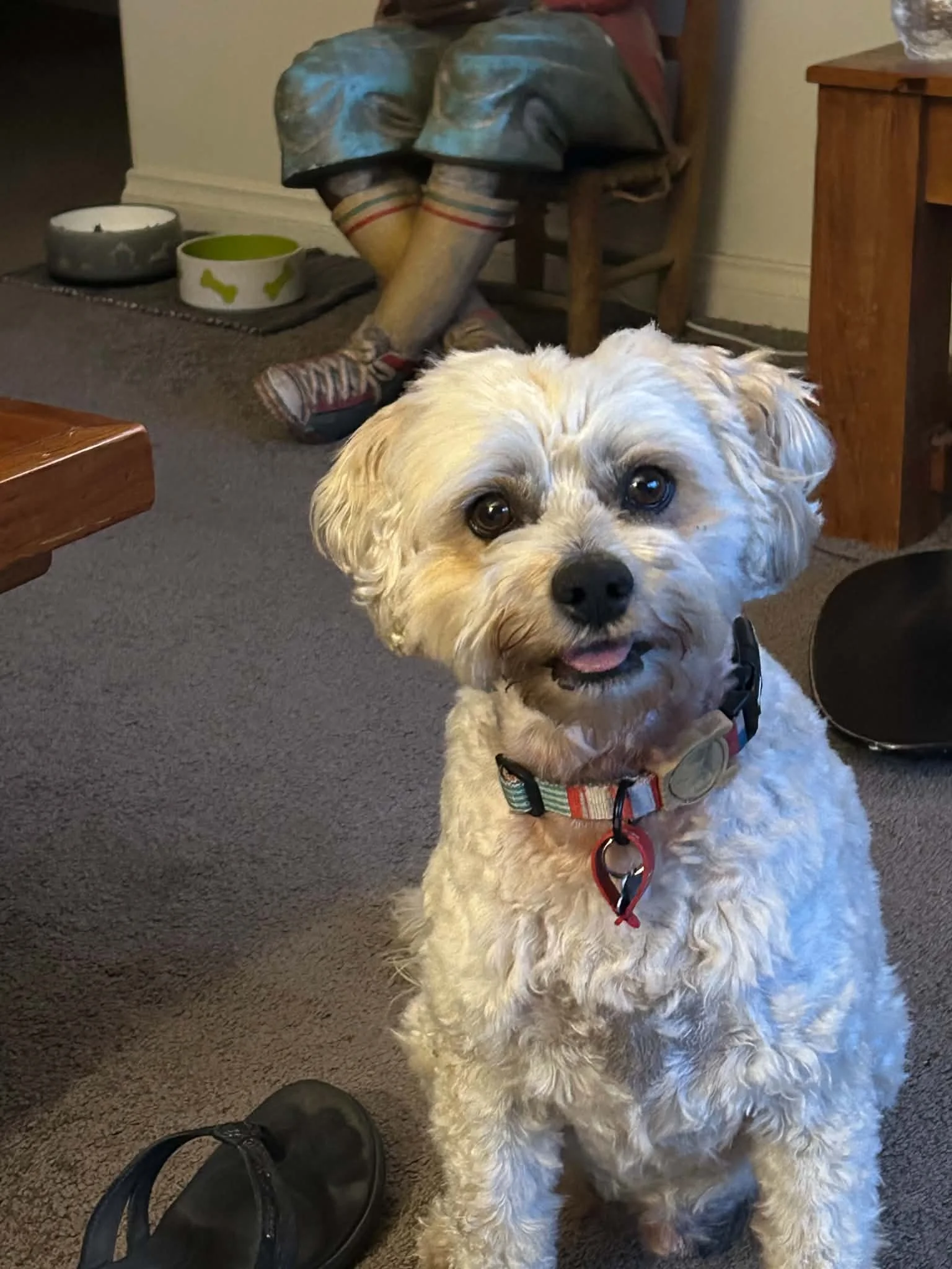 Rufus.jpg