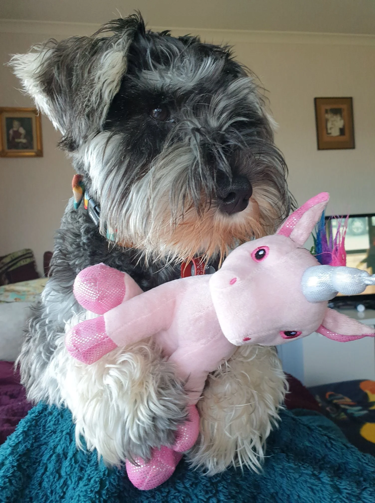 dog with unicorn.jpg