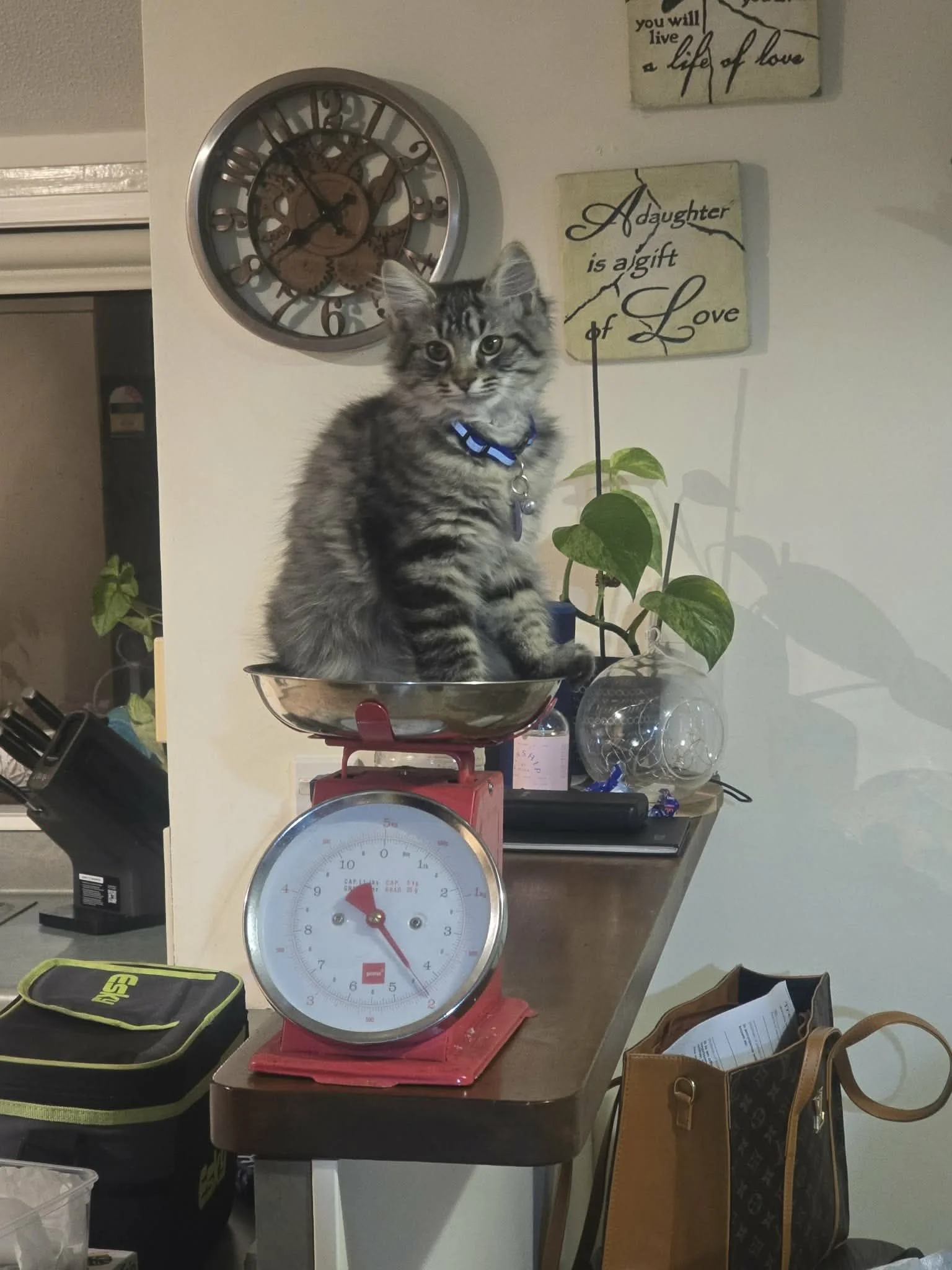 cat on scales.jpg
