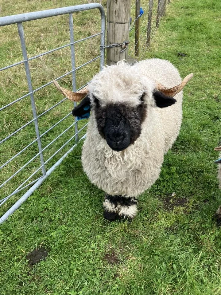 sheep.jpg
