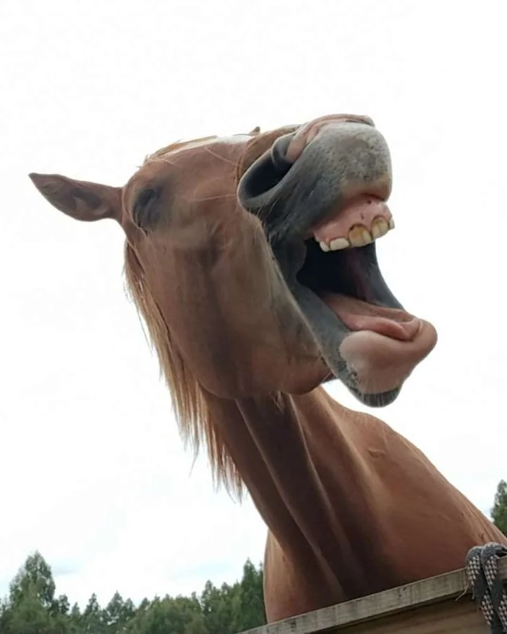 laughing horse.jpg