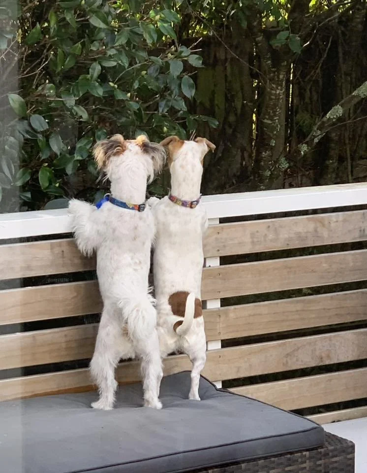dogs standing.jpg