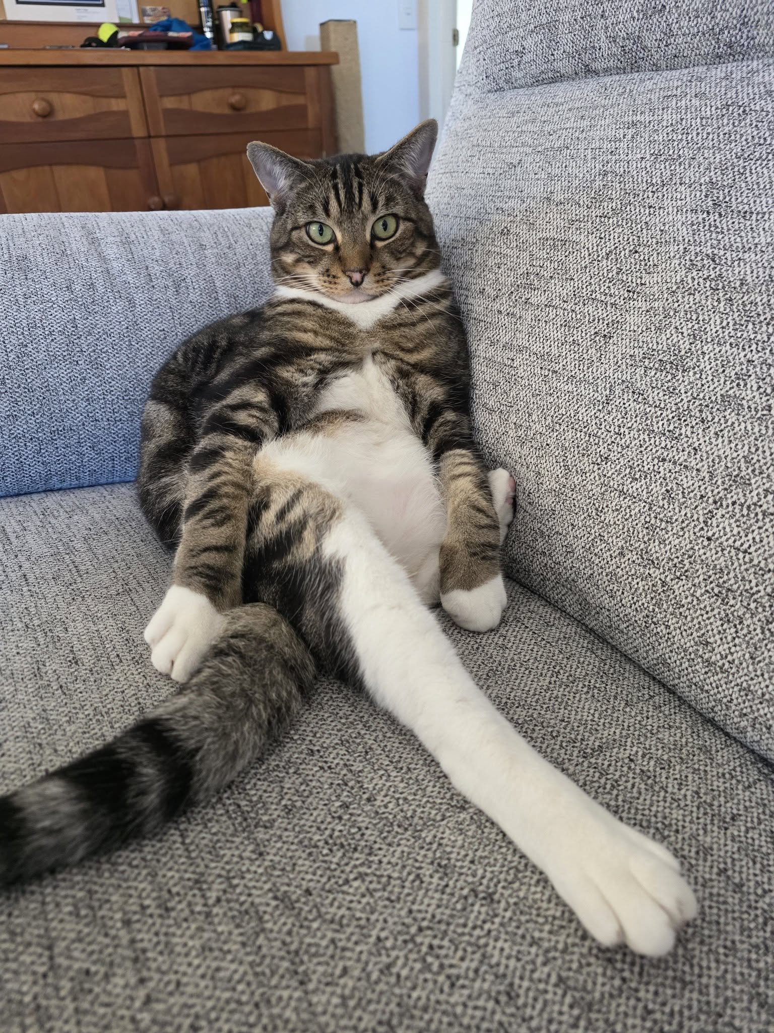 cat long leg.jpg