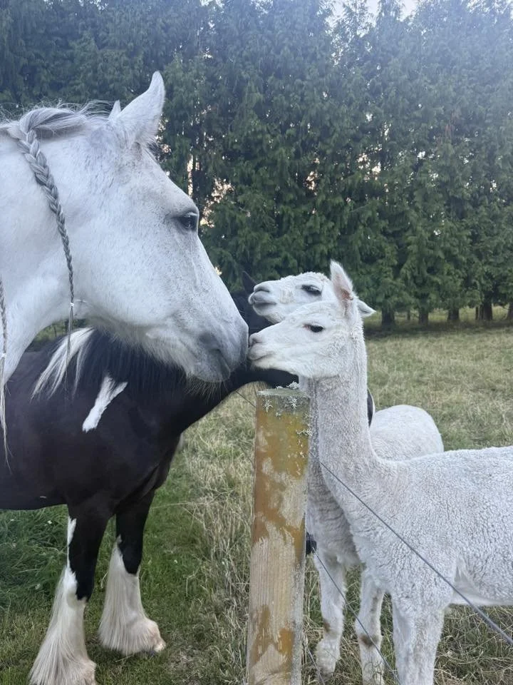 horse kiss lama.jpg