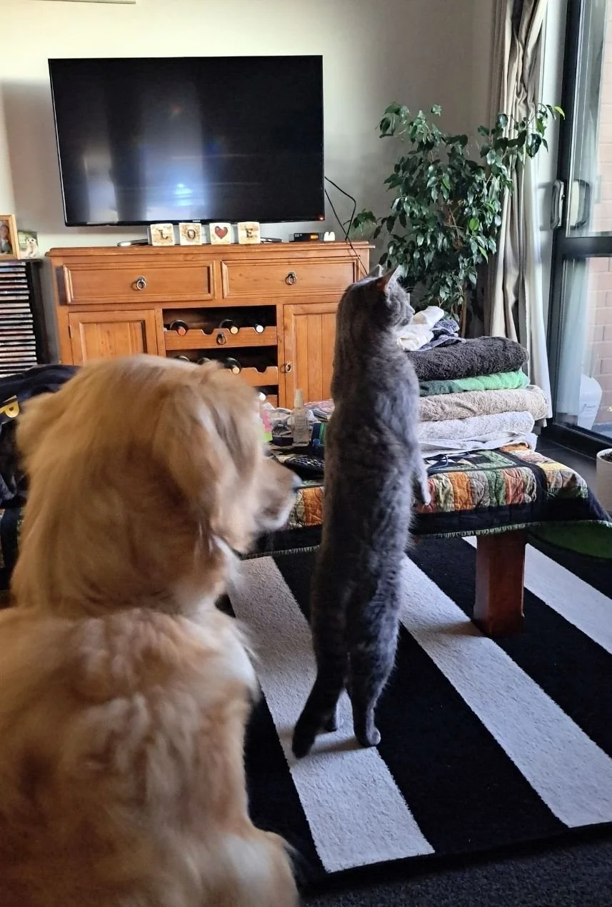 cat standing.jpg