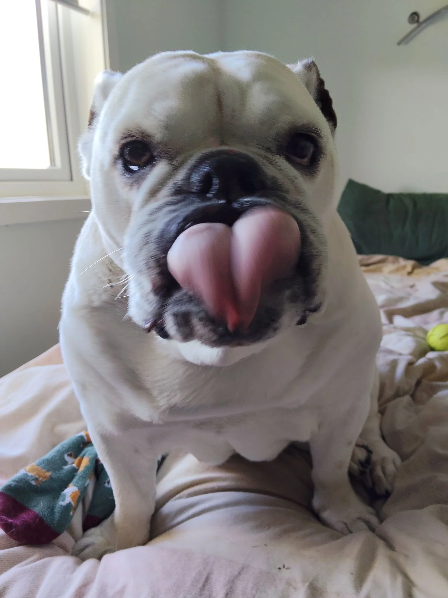 dog tongue.jpg
