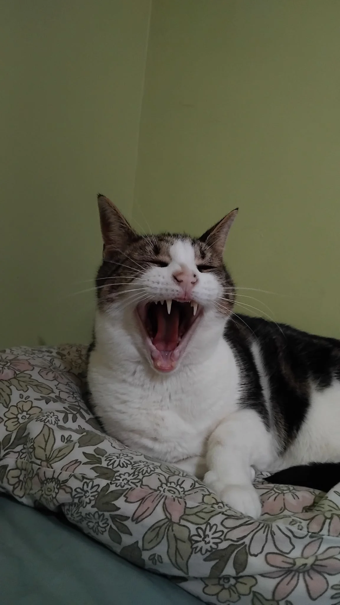 cat yawning.jpg