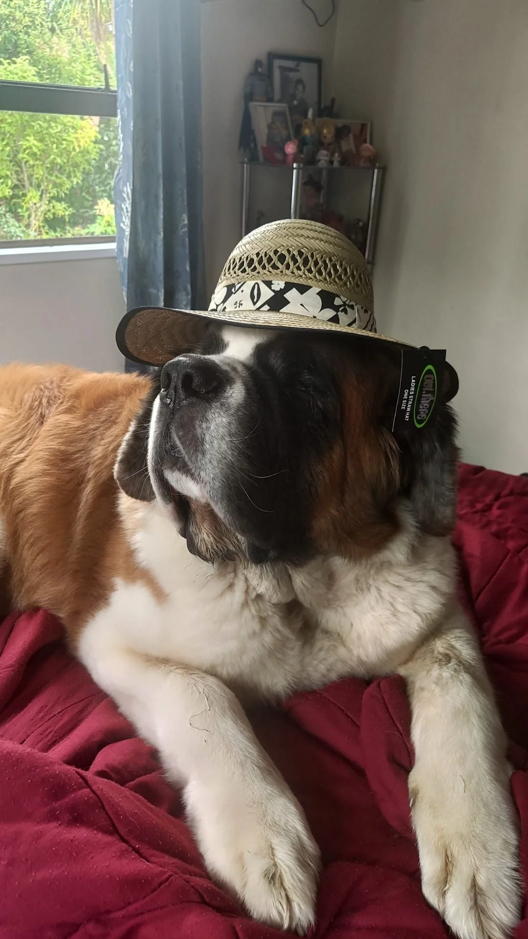 dog in hat.jpg