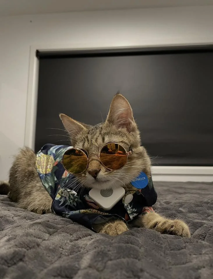 cat in glasses.jpg