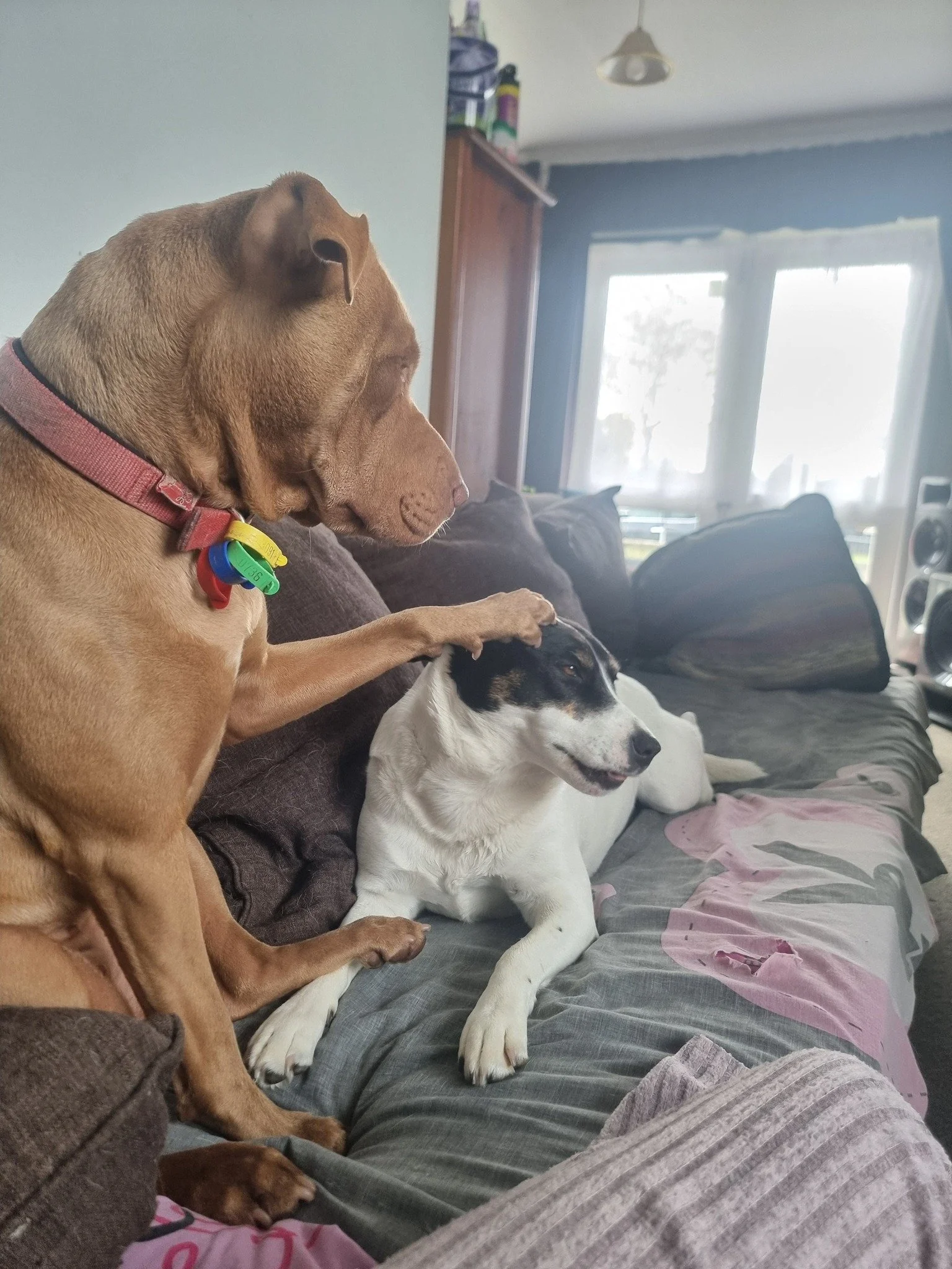 dogs paw on head.jpg