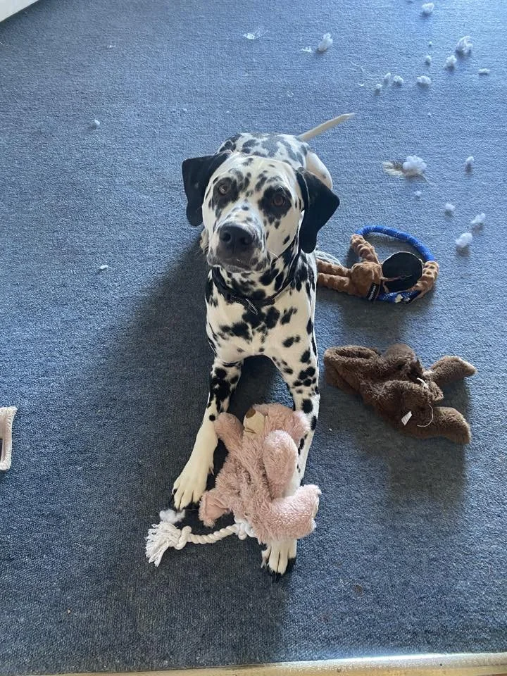 1 dalmation.jpg