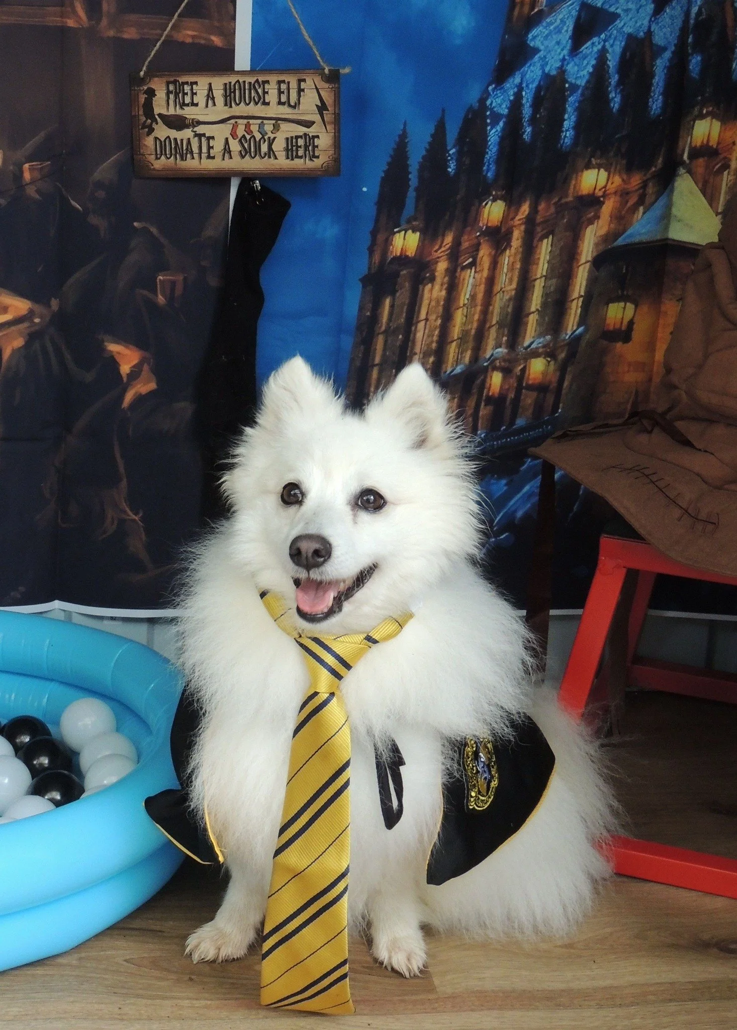 harry potter dog.jpg